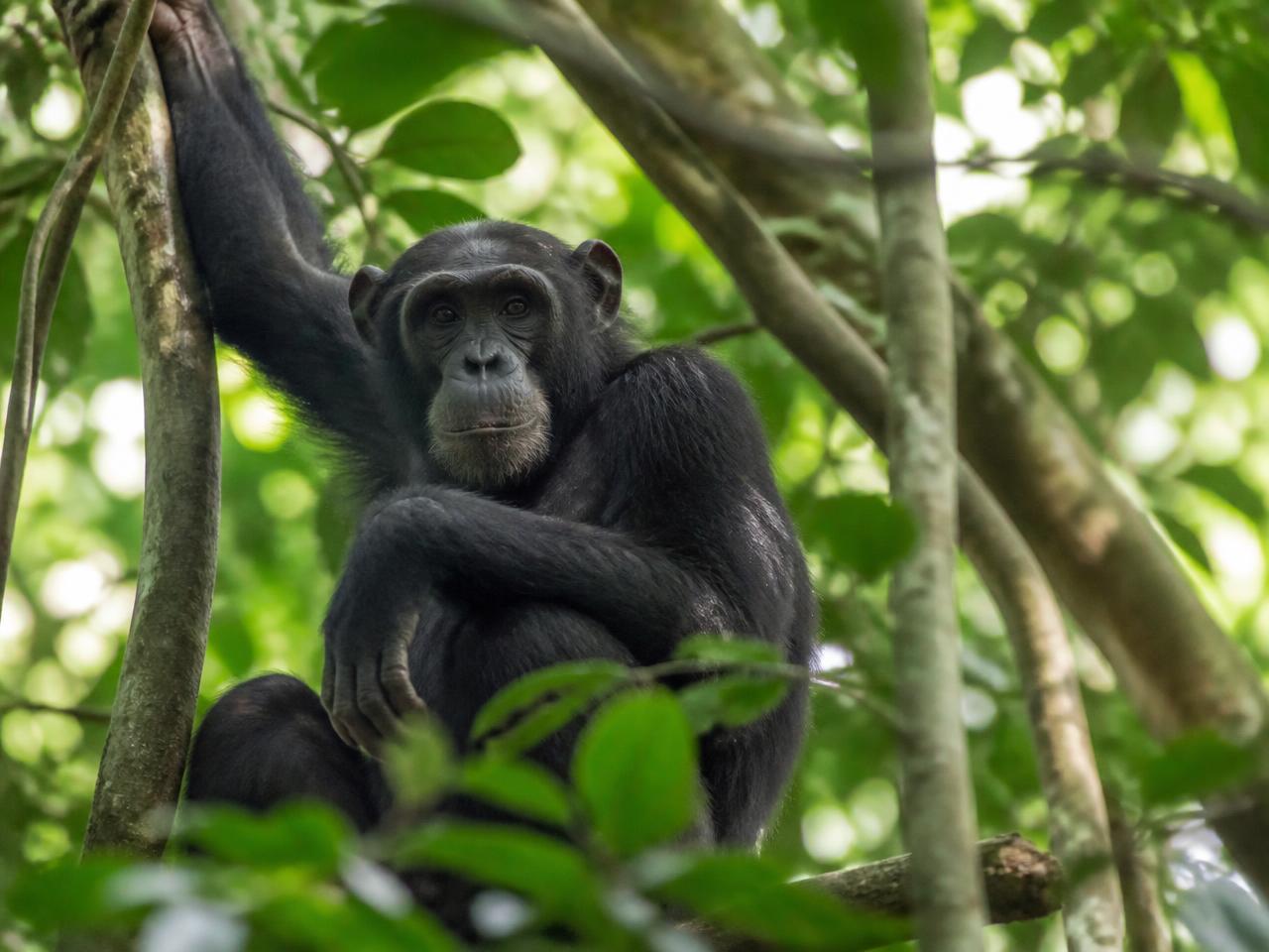 Chimpanzee in dense rainforest canopy