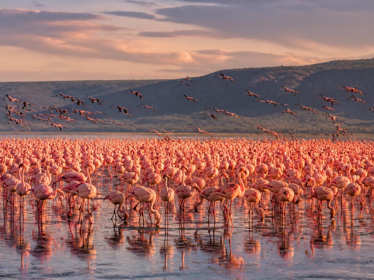 Flamingos on a shallow soda lake in the Rift Valley