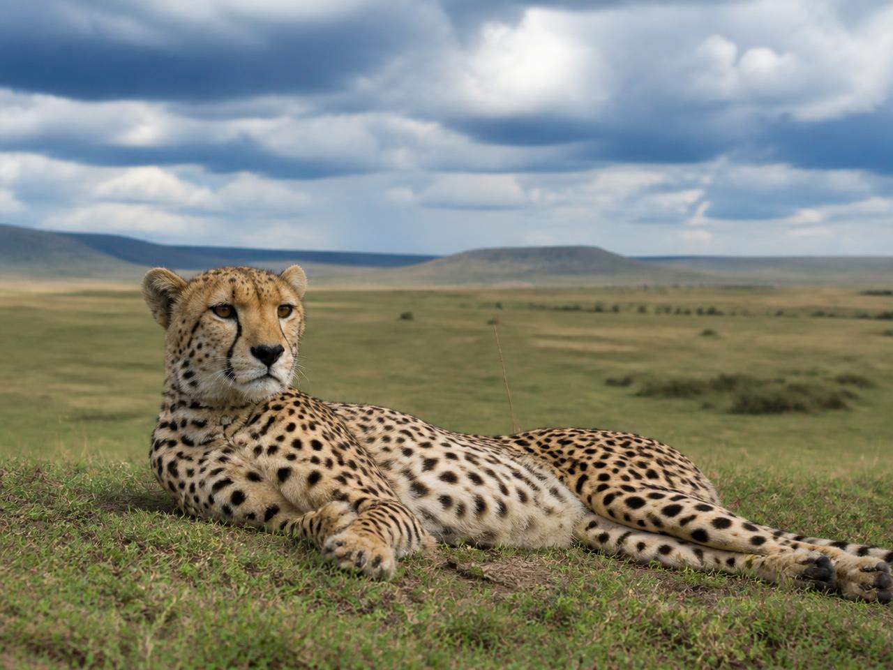 Kenya Safaris