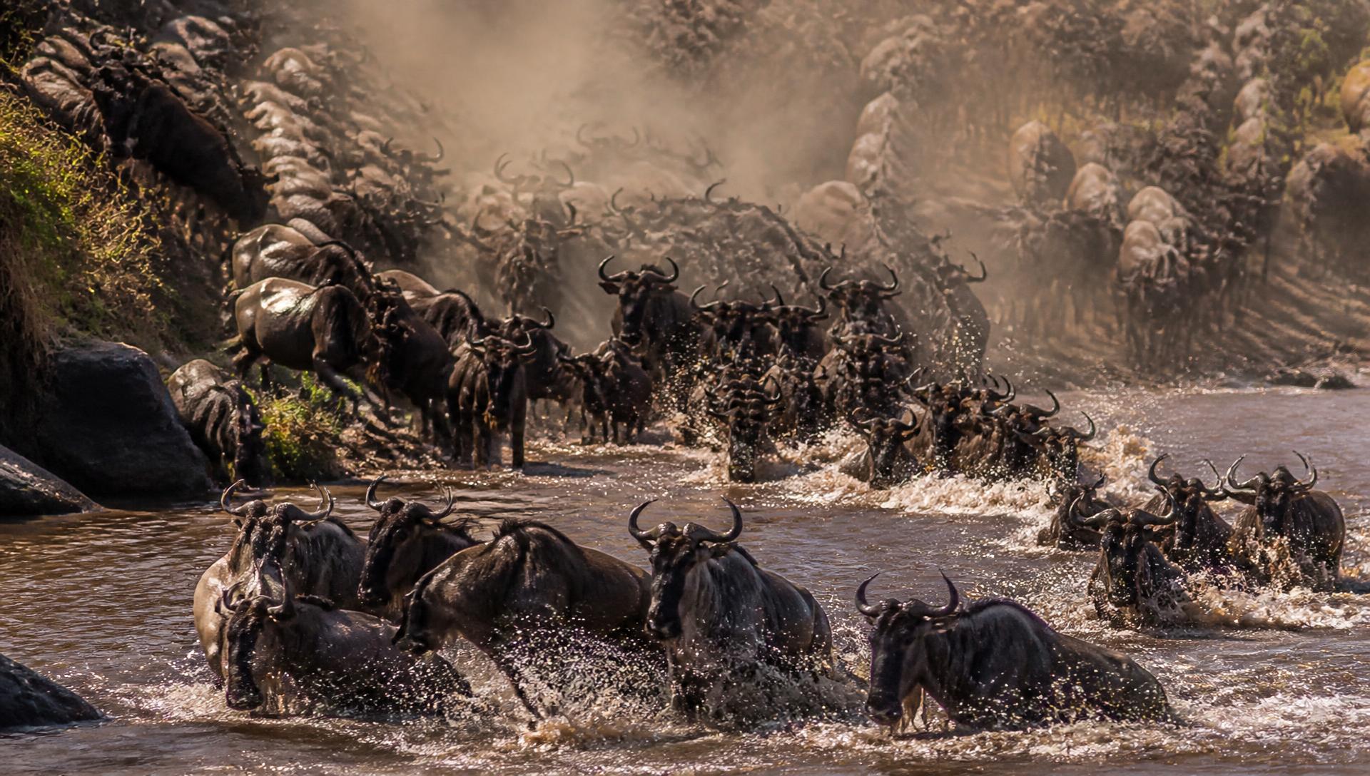 Wildebeest herds crossing the Serengeti plains