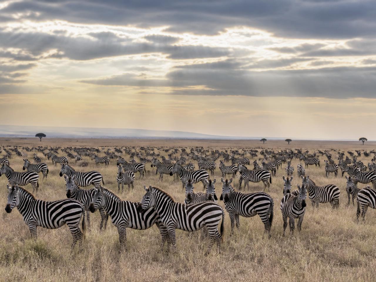 Large zebra herd on the open Serengeti plains under a dramatic sky
