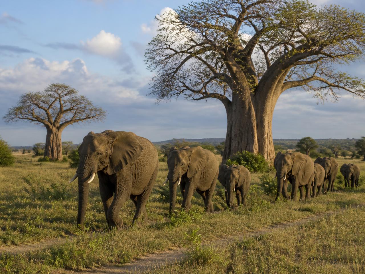 Elephant herd walking past baobab trees in Tarangire National Park, Tanzania
