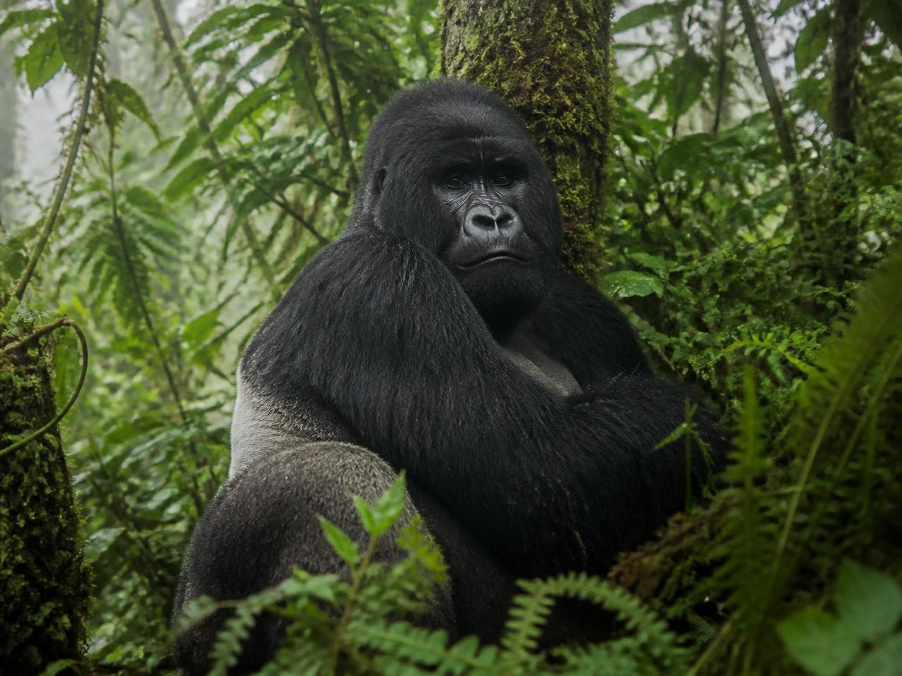 Uganda Tours